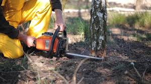 Leaf Removal in Modesto, CA